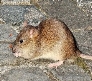 rat — Викисловарь